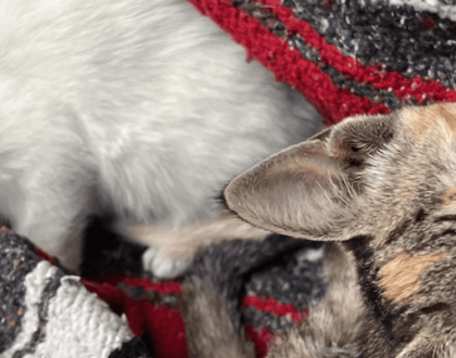 Trusting Your Inner Voice and Choosing Wise Advisors: What Two Lost Kittens Taught Me